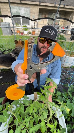26K views · 125 reactions | Staking Tomatoes with the Tapener! Link in Bio and Below! https://amzn.to/3S2JQFS | Texas Garden Guy | Facebook