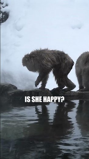 Life Cycle and Reproduction of the Japanese Macaque (Snow Monkey) #animaldocumentary