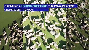 Scientists Create First Human-Sheep Hybrids