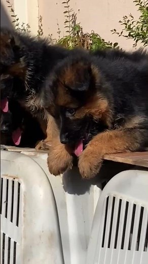 🔥 The Most Beautiful Massive German Shepherd Puppies You'll See Today! 🐾😍 #dog #germanshepherd