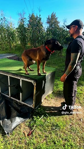 Set🐾 @Club PP Civil J&J #malinoisoftiktok #malinoistraining #malinoisworld #dogsoftiktokviral #training #malinois