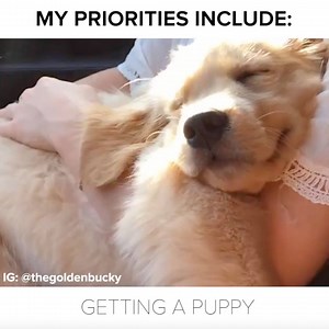 481K views · 28K reactions | The only thing I care about Follow Bucky for more cute vids here: instagram.com/thegoldenbucky | BuzzFeed Animals | Facebook
