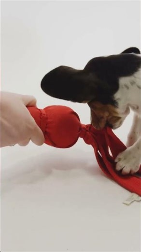 Dog Detectives: Sniffed. Solved. Busted.