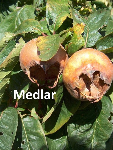 8-12" Tall Royal Medlar Tree, Mespilus Germanica, Grafted Plant - Etsy
