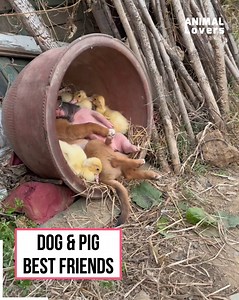 Pig and dog are best pals! | Dog Kindness