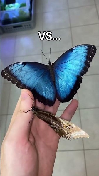 I spent 2 years making this… and it got 9 likes 😭🦋#butterfly #jewelry #uniquegifts #handmade #usa