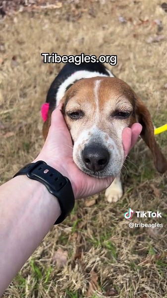 Tribeagles on TikTok