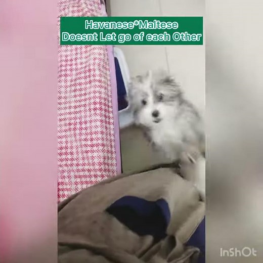 Maltese and Havanese puppies