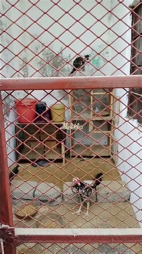 Roosters In Open Cage #roosterfarm