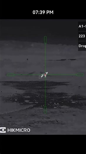 Tenterfield whistle bringing the foxes in right up close again 👌🏽