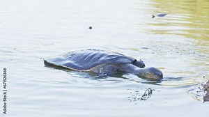 African softshell turtle or Nile softshell turtle (Trionyx triunguis)