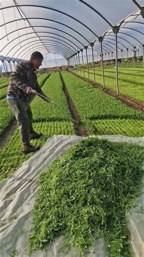 Arugula Harvesting with a Hand Scythe