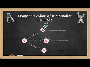 Cryopreservation of mammalian cell lines