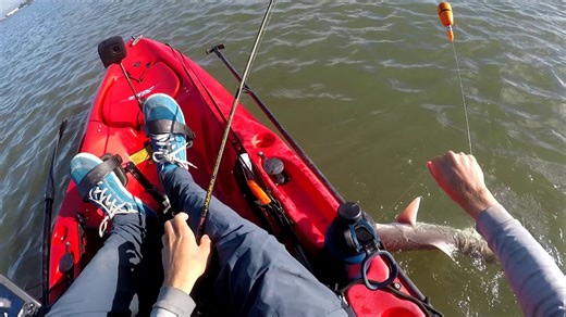 Kayak Fishing for Redfish, Trout, and Relentless Sharks!
