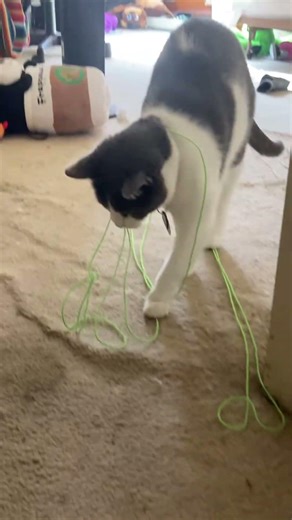 A Cat and her string #cat #cats #catshorts #catlovers #catvideos #shorts