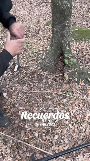 Recuerdos en Hungry Shark Evolution: Un viaje nostálgico