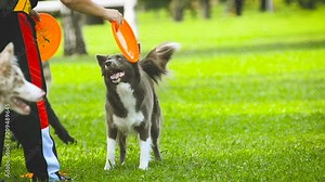 Border collie training on frisbee field with owner