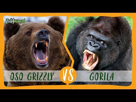 OSO GRIZZLY vs GORILA: Batalla de pesos pesados.