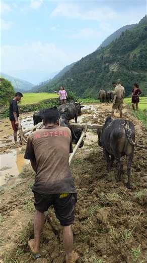 3 Ox Plows Working Together | Traditional Paddy Farming in a Remote Himalayan Original Village Life