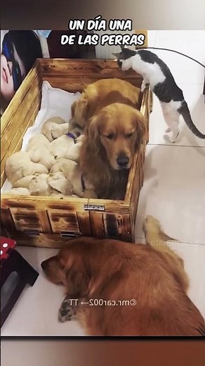 The Sweetest Friendship Between a Cat and Dogs🐶😺
