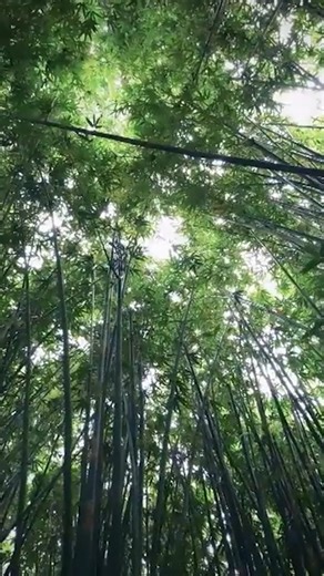 🌺 Hit play and see why Tahiti really is One of a Kind. It’s not just the views (though they’re pretty incredible). It’s the slower pace, the laid-back vibe, and that feeling of being completely switched off — in the best way. With up to $7,500 in savings per couple, now’s the perfect time to plan your Tahitian escape. 📅 Book by 28 July. 📞 Call (02) 5024 1112 or or visit https://entiretravel.info/3TbEXLW to get started. | Entire Travel Group