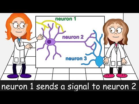 How Neurons Work