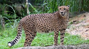 Introduction of Cheetahs in India: What do experts say?