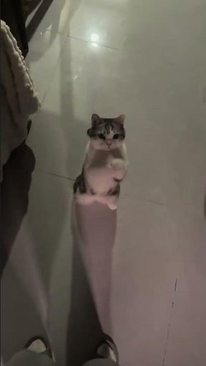 Adorable Munchkin cat stands and pleads in Guangdong, China