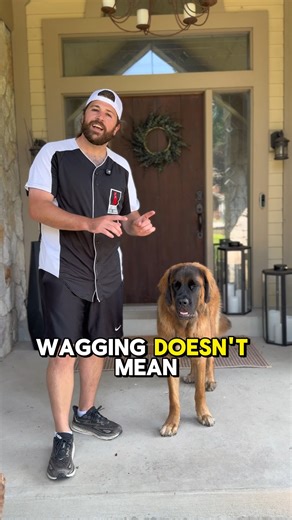 Vinnie Somma on Instagram: "A tail wag does not = a friendly dog. Almost every story of a dog biting someone they also preface it with, but he was wagging his tail! The tail wag simply means that your dog has energy, but there is so much to learn about the way in which they wag. Is it loose and a nice sway, or big helicopter loop. That’s almost a guarantee the dog is friendly. If it’s a low slooping tail wag, that is a dog who is nervous and unsure, or being submissive to another. Straight up is