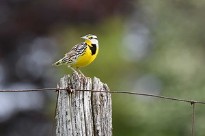 Eastern Meadowlark