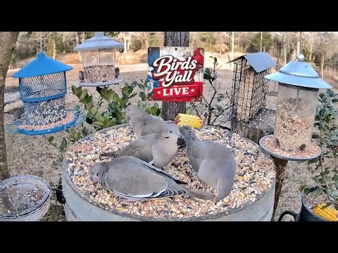 Birds Y’all Live 🐦 | East Texas Bird Cam | Backyard Birds & Peaceful Nature Sounds