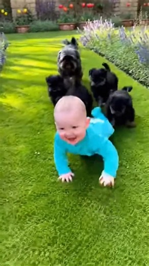 baby Hugo, the puppies affenpinscher in the garden #funny #cute #dogs