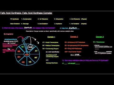 Fatty Acid Synthesis (Part 4 of 12) - Fatty Acid Synthase Complex