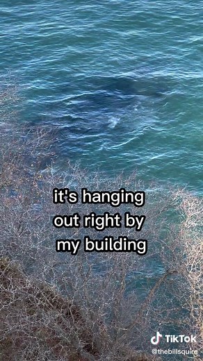 Unveiling the Mystery of the Lake Erie Monster