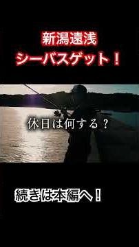 新潟遠浅サーフでシーバスゲット！ #新潟釣り #シーバス #シーバス釣り #シーバスフィッシング #シーバス初心者 #シーバスルアー
