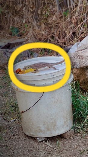 Very easy lizard trap #birdtrap #animals #rattrap #lizard #trap