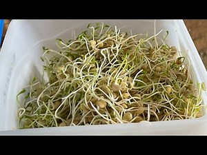 Sprouting Lentils for Chicken Treats