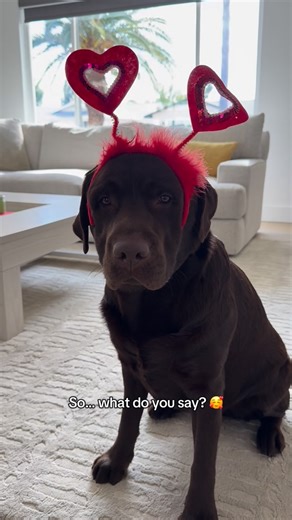 Woodford the Chocolate Lab | Oops! Spilled my kibble 😏🌹🥰💝🥹 #chocolatelab #labrador #valentines #valentinesday #labsofinsta | Instagram