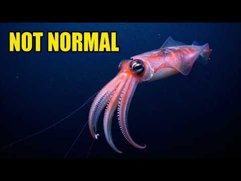 This Squid Has Features That Make No Sense