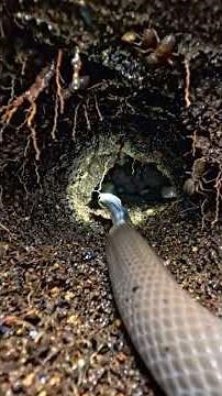 POV: A Burrowing Snake Explores a Massive Underground World 🐍🌍 | Micro Camera Documentary