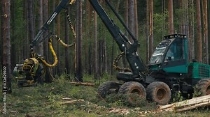 A harvester machine is grabbing fallen trees in the forest. Harvester Machinery with grabbing crane is picking up trees from the ground. Harvester vehicle slowly grabbing multiple tree logs.