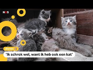 Voor het eerst ook katten dood door vogelgriep