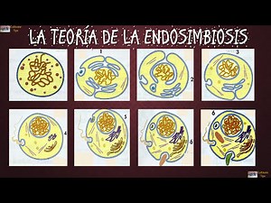 Origen y evolución celular, teoría de la endosimbiosis - Biología