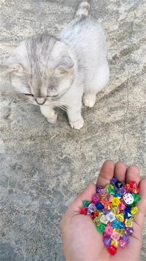 Marble run blue balls #satisfying #asmr #cat #marblerun #cute #kucinglucu