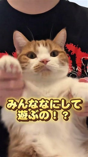 【毎週土曜日】みんなのテンションを上げる短足マンチカン #猫のいる暮らし #猫 #youtubeshorts