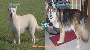 Alopekis vs. Mackenzie River Husky: A Comprehensive Comparison