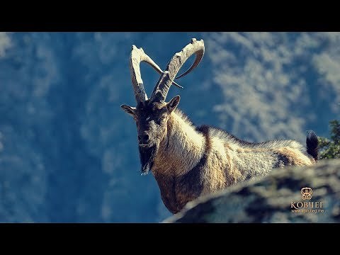 Mountain Armenia. The kingdom of bezoar. (English version)