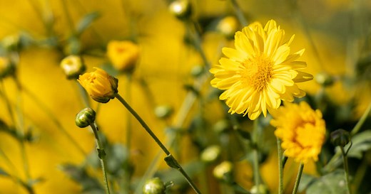 ¿Por qué el Yellow Day es el día más feliz del año?