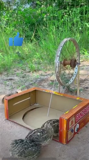 Bird Trapping Expert with 20 Years Experience Shares Top Tips