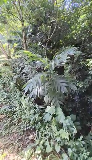 44K views · 1.3K reactions | Breadfruit Forest! In a small portion...